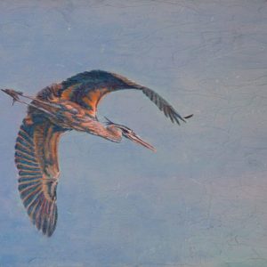 “Heron in Flight” Acrylic Layers Painting by VA Artist Robyn Ryan