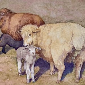Robyn Ryan Artist watercolor demoEwes & Lambs