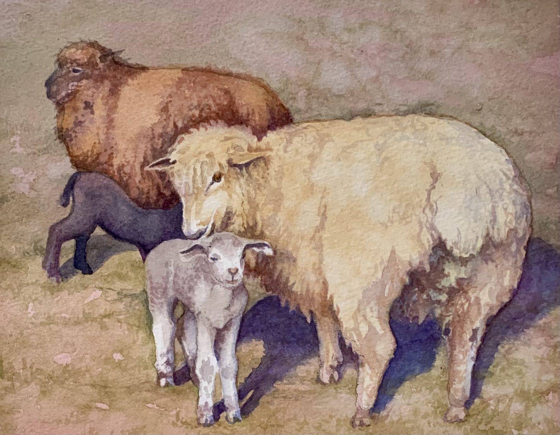 Ewes & Lambs watercolor painting by VA Artist Robyn Ryan